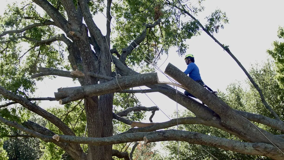 Professional Crown Thinning performed by certified arborists in Loveville