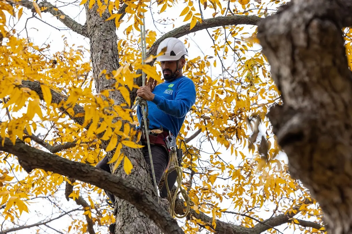 Skilled Tree Pruning crew working in Loveville