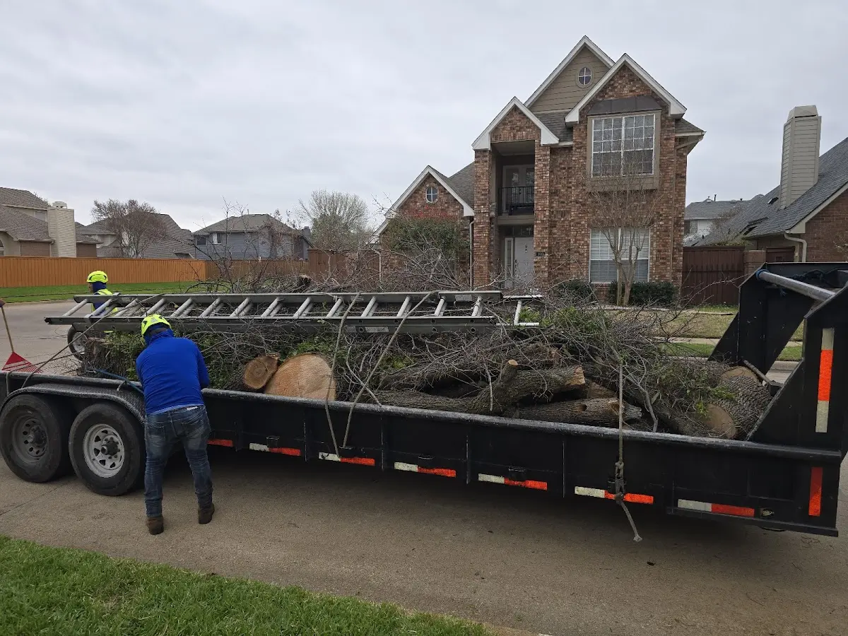 Expert Tree Removal with proper safety equipment in Loveville